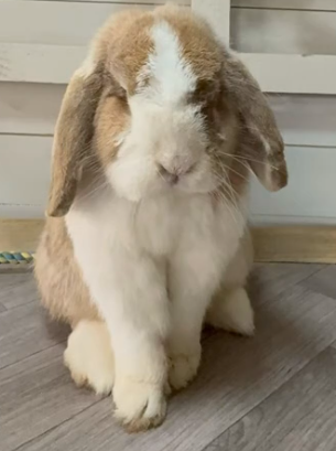 Thumper the mini lop rabbit
