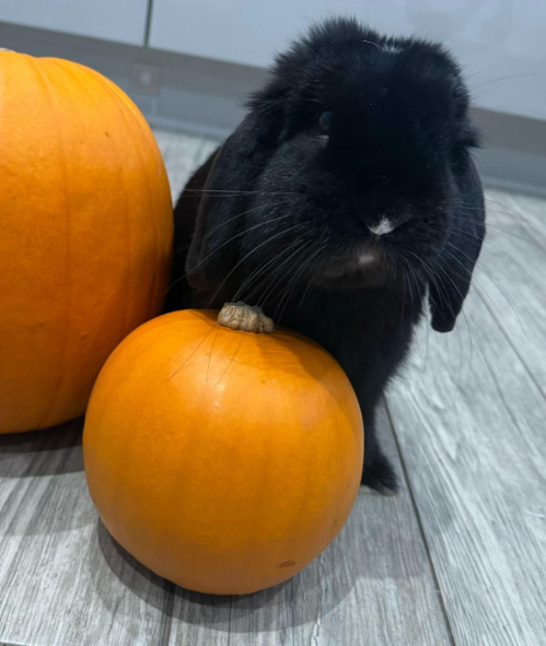 Benji the mini lop rabbit