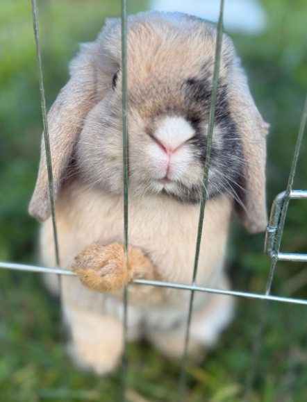 Monty the mini lop rabbit