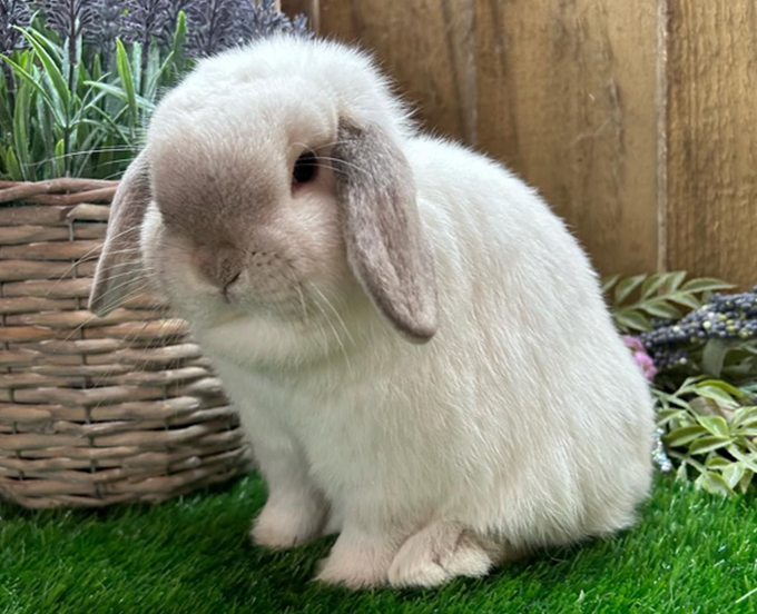 Elsie the mini lop rabbit