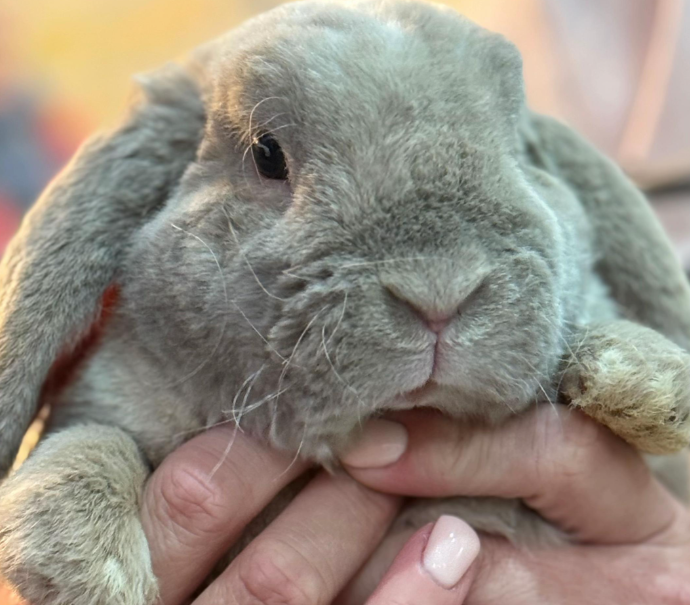 Huxley the mini lop rabbit
