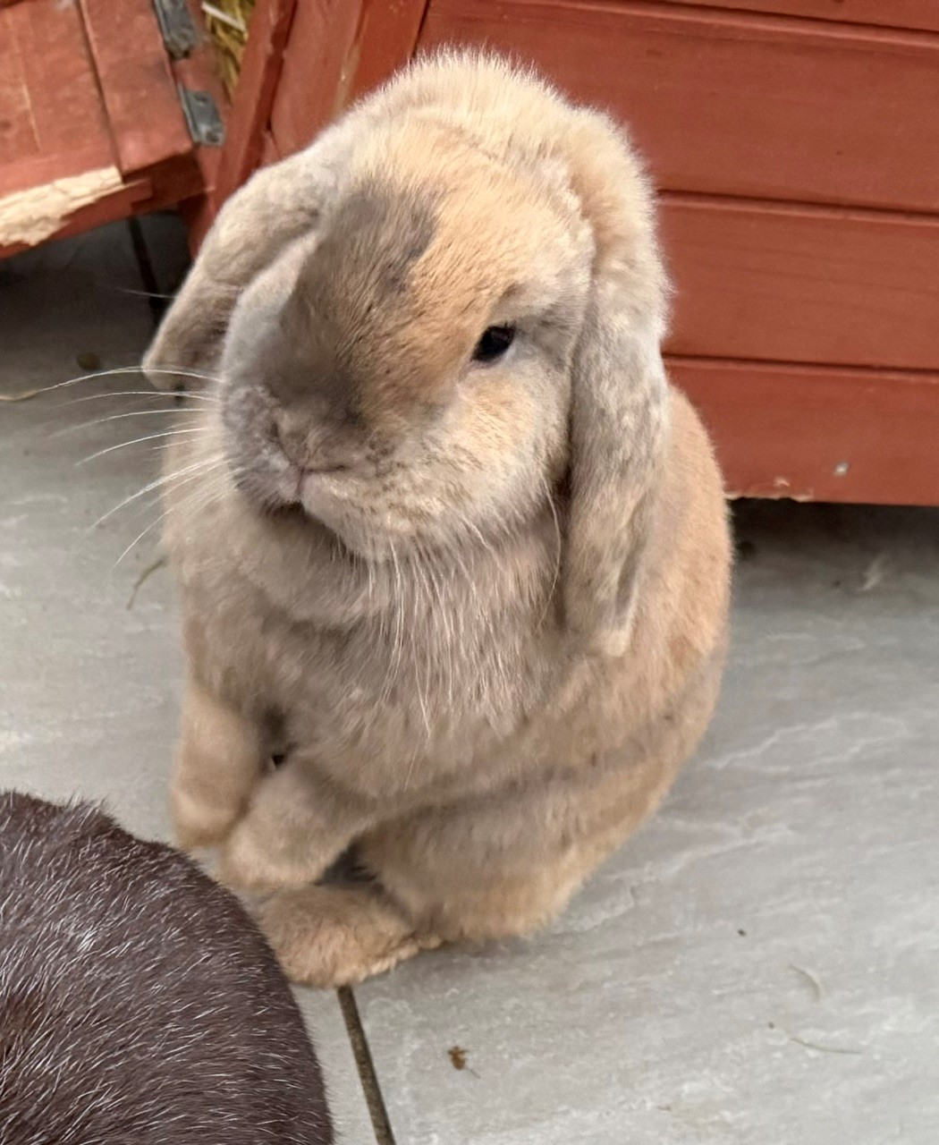 Minnie the mini lop rabbit