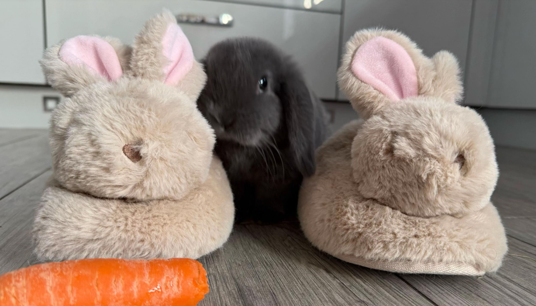 Peter the mini lop rabbit