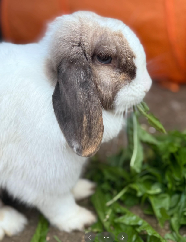 Tilly the mini lop rabbit