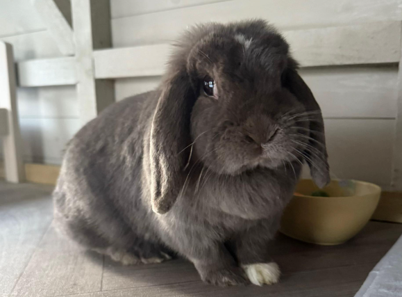 Berry the mini lop rabbit