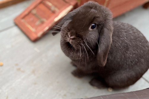 Marnie the mini lop rabbit